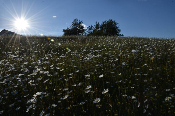 Un campo de margaritas al atardecer, Sainte-Apolline, Quebec, Canadá - Foto, imagen