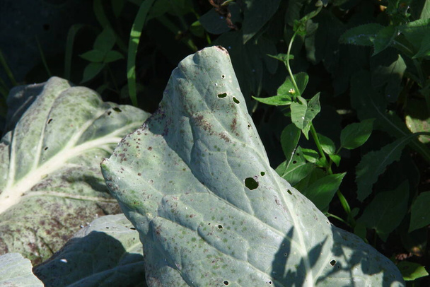 Green thick cabbage leaves in the garden - Photo, Image
