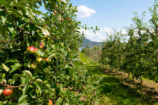 agriculture apple trees farm fruits tree farming - Fotografie, Obrázek