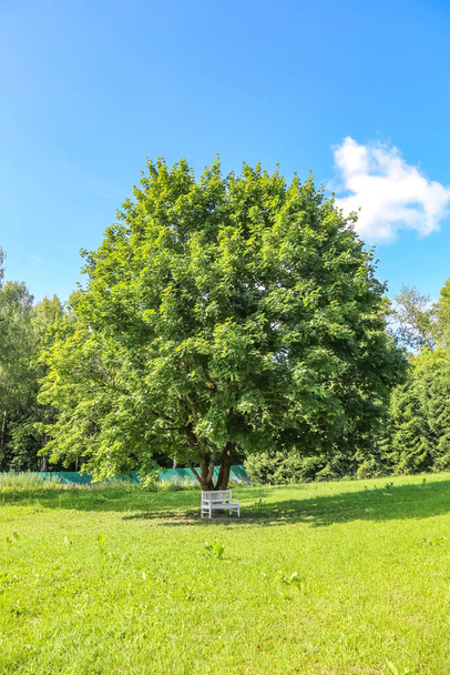 Valkoisista laudoista tehty penkki monivuotisen tammen varjossa kaupunkipuistossa kesällä - Valokuva, kuva