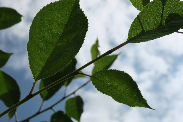 Krásné zelené listy v letním parku - Fotografie, Obrázek