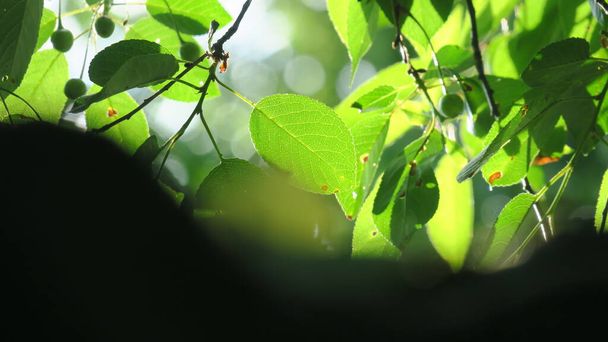 Прекрасне зелене листя в літньому парку
 - Фото, зображення