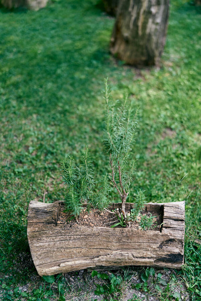 Small trees grow in an old stump on a green lawn - Fotoğraf, Görsel