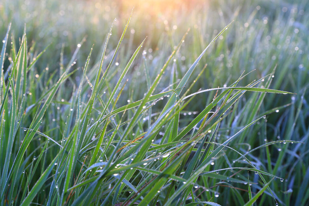 Πρωινή δροσιά στο πράσινο γρασίδι - Φωτογραφία, εικόνα