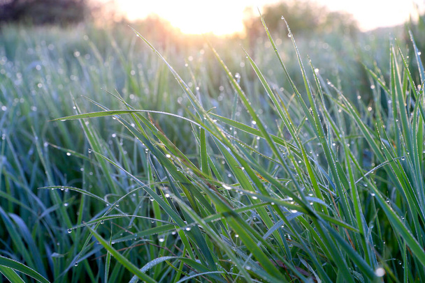 gotas de agua de rocío de la mañana sobre hierba verde - Foto, imagen