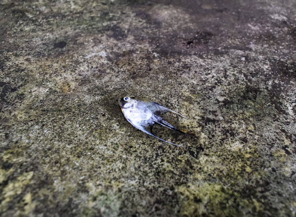 Arany márvány angyalhal halt meg a vízsokk miatt. Halott kis halak a földön. Oldalirányú nézet  - Fotó, kép