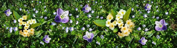 Primroses and violet spring flowers in the morning sun - Photo, Image