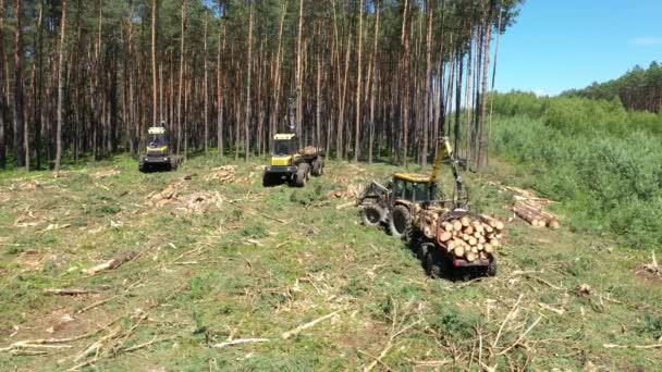 Bosbouwmachine maaimachine bomen - Video