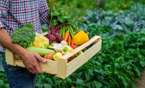Un contadino tiene le verdure in mano nell'orto. Concentrazione selettiva. Alimenti. - Foto, immagini