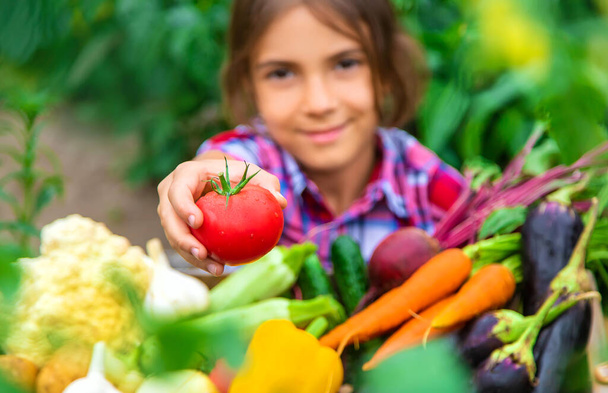 Het kind houdt groenten in zijn handen in de tuin. Selectieve focus. Natuur. - Foto, afbeelding