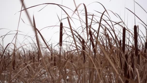 В снежный зимний день растения и сухая трава лежат в поле в усиленном и замедленном режиме - Кадры, видео