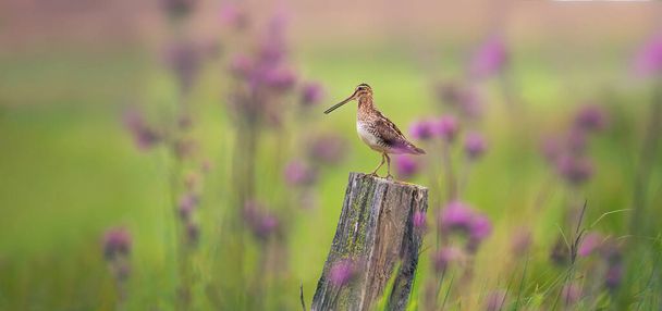 The Common Snipe Gallinago looking for food in the meadow and flies and sits on wooden poles, the best photo. - Photo, Image
