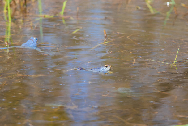 Μπλε Βάτραχος - Βάτραχος Arvalis στην επιφάνεια ενός βάλτου. Φωτογραφία της άγριας φύσης - Φωτογραφία, εικόνα