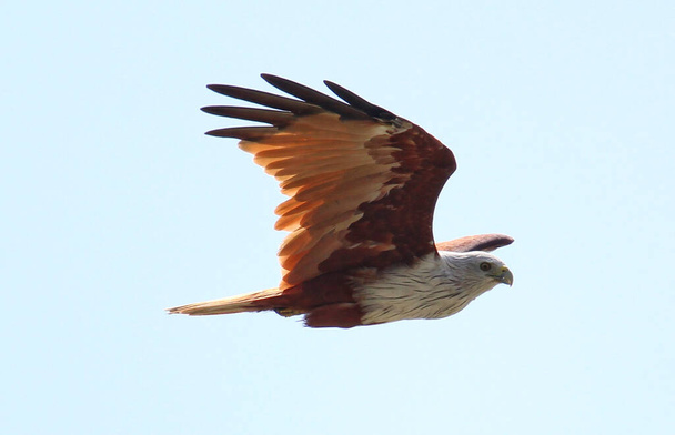 indian brown bald eagle flying majestically in blue sky - Photo, Image