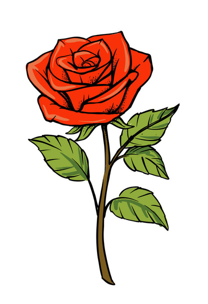 Red rose vector Isolated on white background.  - Vektör, Görsel