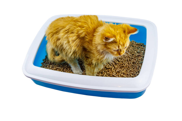 Gato jengibre en caja de arena de gato aislado sobre fondo blanco - Foto, imagen
