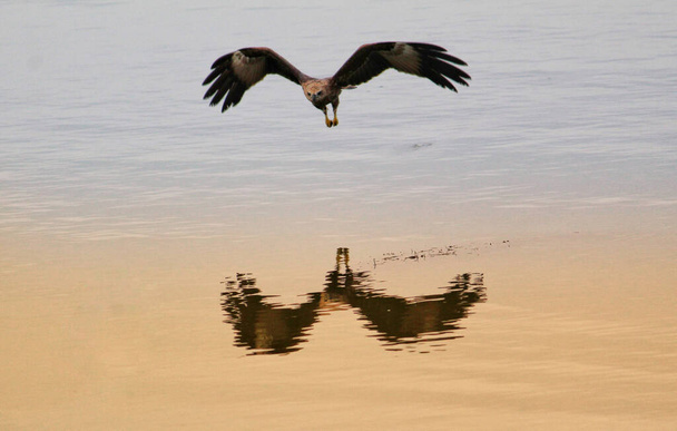 Asiatischer Braunadler fliegt mit offenem Flügel über den See, um Fische zu jagen - Foto, Bild