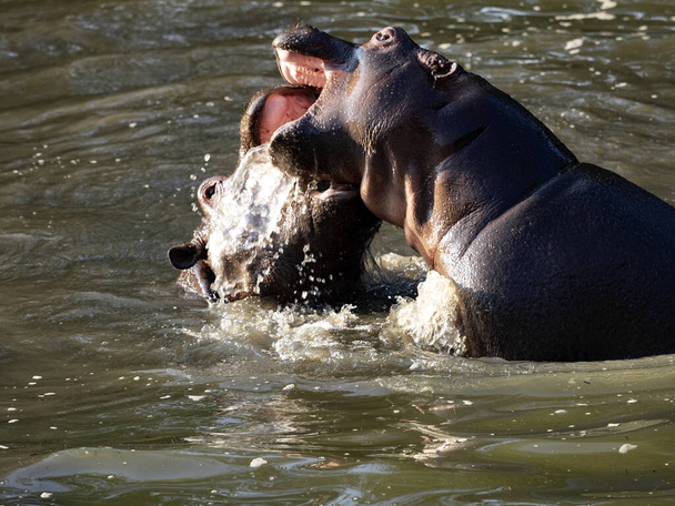 Молодий бегемот, Hippopotamus amphibius, грає у воді та репетирує бої. - Фото, зображення