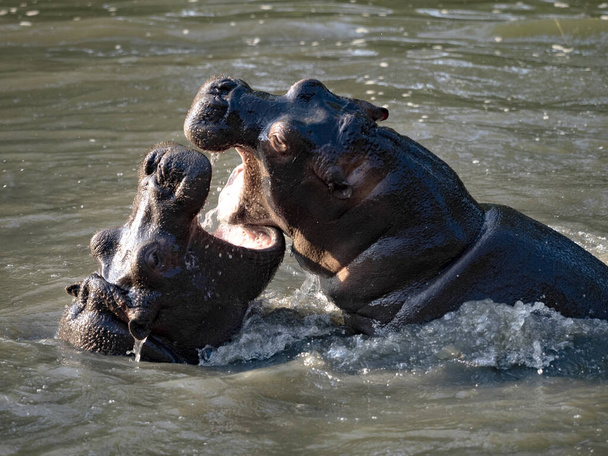 Hipopótamo joven, anfibio hipopótamo, jugar en el agua y ensayar peleas - Foto, Imagen