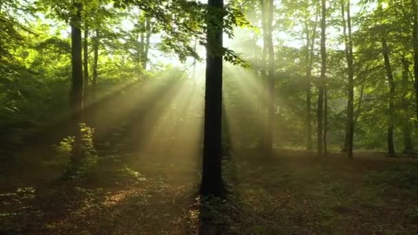 Όμορφο φως του ήλιου στο καταπράσινο δάσος - Πλάνα, βίντεο