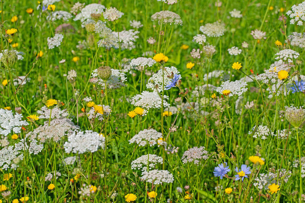 Wildblumenwiese mit wilden Möhren und Habichtskraut - Foto, Bild