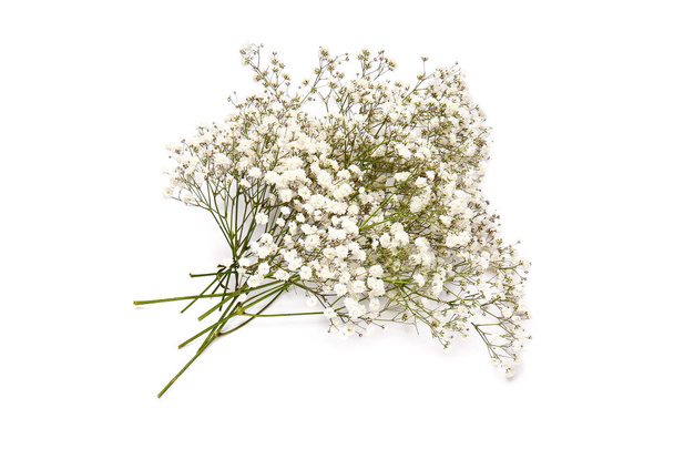 Beautiful gypsophila flowers on white background - Фото, зображення