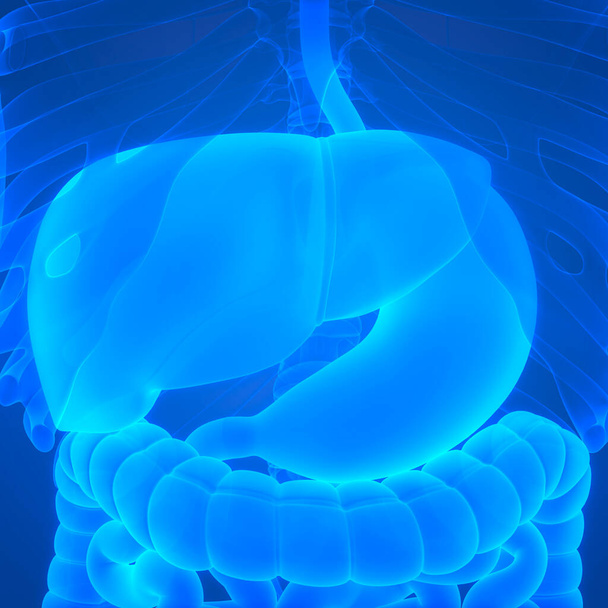ヒト消化器系胃解剖学。3D - 写真・画像