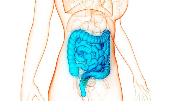 Sistema digestivo humano Anatomía del intestino delgado y grueso. 3D - Foto, Imagen