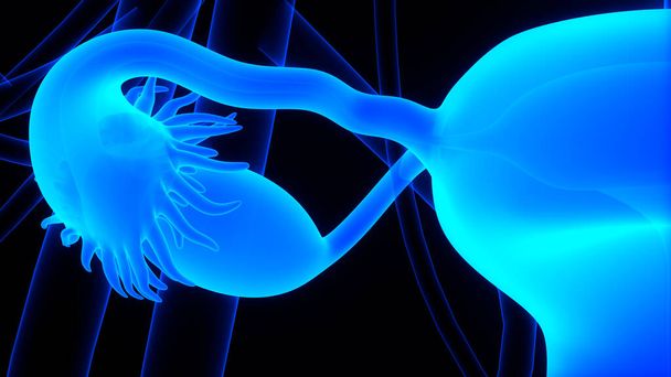 Sistema Reprodutor Feminino com Anatomia do Sistema Nervoso. 3D - Foto, Imagem