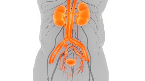 Lidský močový systém Ledviny Anatomie. 3D - Fotografie, Obrázek