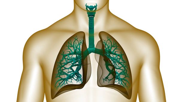 İnsan Solunum Sistemi Akciğerleri Anatomisi. Üç Boyut - Fotoğraf, Görsel