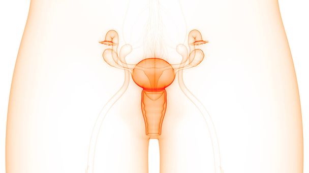 Sistema riproduttivo femminile con anatomia del sistema nervoso. 3D - Foto, immagini