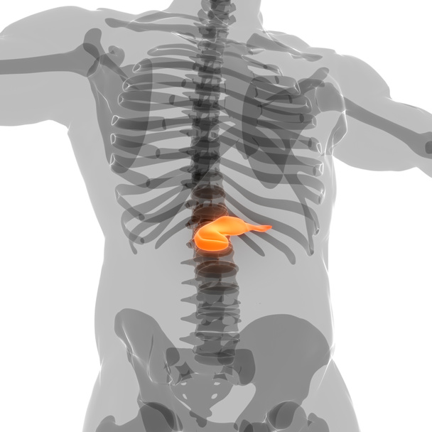Anatomía del páncreas de órganos internos humanos. 3D - Foto, imagen