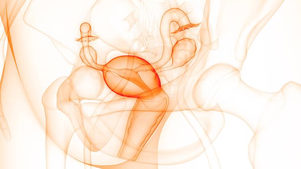 Sistema Reprodutor Feminino com Anatomia do Sistema Nervoso. 3D - Foto, Imagem