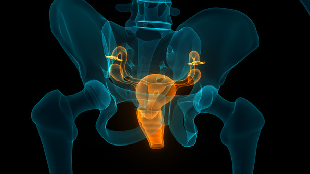 Naisen sukuelinten anatomia. 3D - Valokuva, kuva