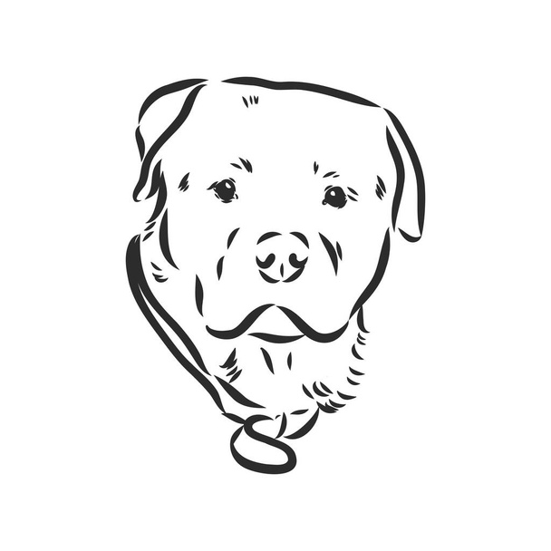 Rottweiler Vektor-Handzeichnung monochrome Illustration isoliert auf weißem Hintergrund - Vektor, Bild