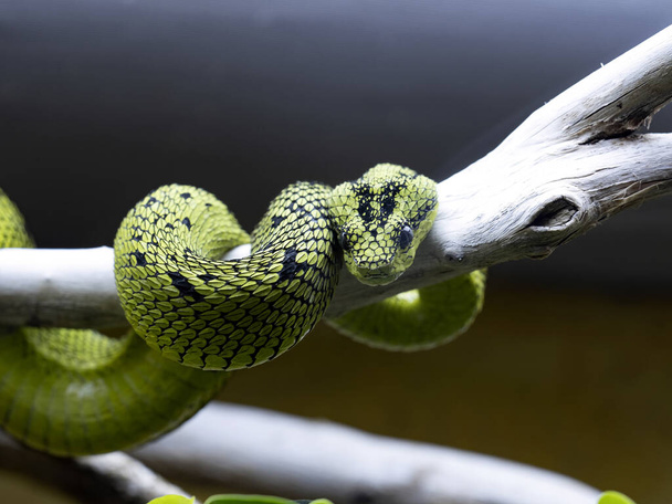 Lindo Pequeño Anillo De Champiñones De Serpiente Verde De 