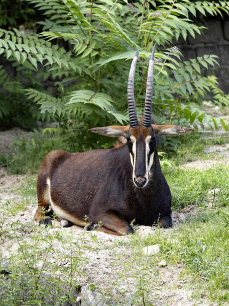 Sable Antelope, Hippotragus Niger, se encuentra frente a un arbusto verde - Foto, Imagen
