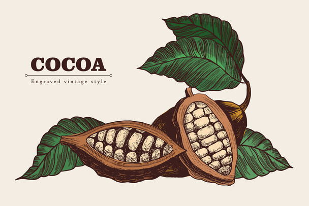 Fagioli di cacao in stile vintage. Illustrazione dell'incisione vettoriale. Modello per il design - Vettoriali, immagini