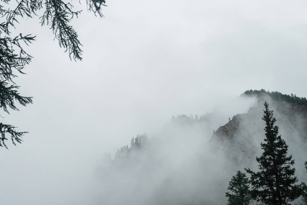 Vista fantasmal a través de ramas y niebla densa a hermosas rocas. Nubes bajas entre enormes montañas rocosas con árboles. Paisaje atmosférico alpino a gran acantilado en el cielo nublado. Paisaje minimalista de las tierras altas - Foto, imagen