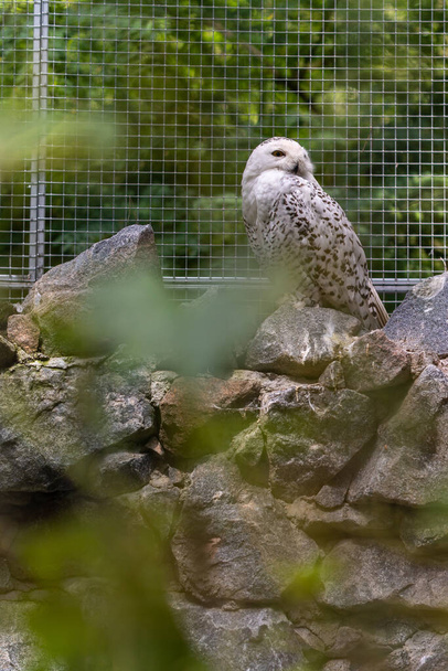 A snowy owl sitting on a rock in a zoo. Surrounded by trees and leave - Foto, afbeelding