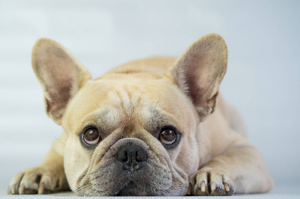 A cute cream French Bulldog lying on the floor - Zdjęcie, obraz
