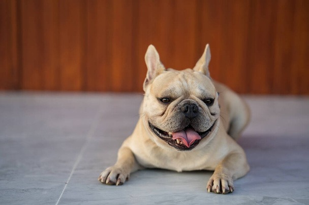 A closeup shot of a cute French Bulldog lying on the ground - Zdjęcie, obraz