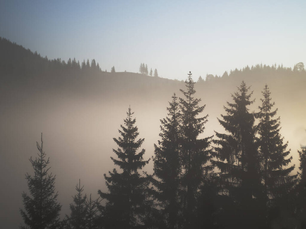 Christmas trees in the fog in the mountains - Fotoğraf, Görsel