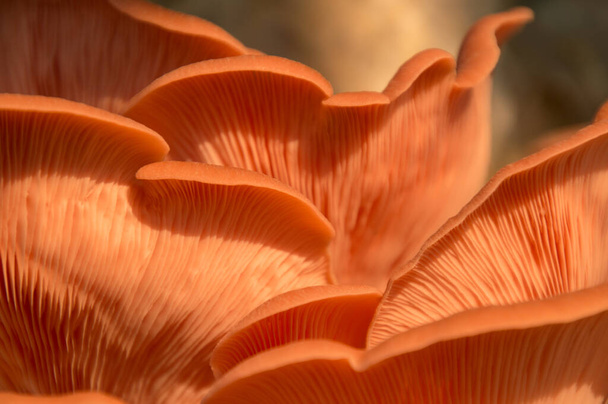 Goergous fresco rosa ostra gourmet cogumelos comestíveis fundo - Foto, Imagem