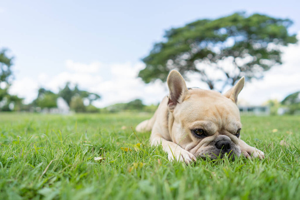 A cute cream French Bulldog lying on a grass - Фото, изображение
