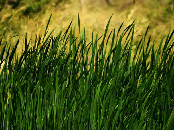 een close-up van groen gras - Foto, afbeelding