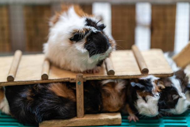 A cute guinea pig on a wooden structure with more guinea pigs hiding under it - Photo, image