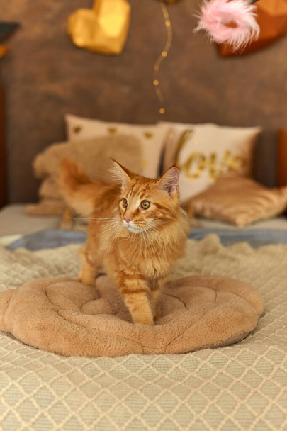 Kırmızı kedi Maine Rakunu uyanalı 5 ay oldu. Yatakta yumuşak bir yastığın üzerinde yatıyor ve ne yazık ki kameraya bakıyor. - Fotoğraf, Görsel