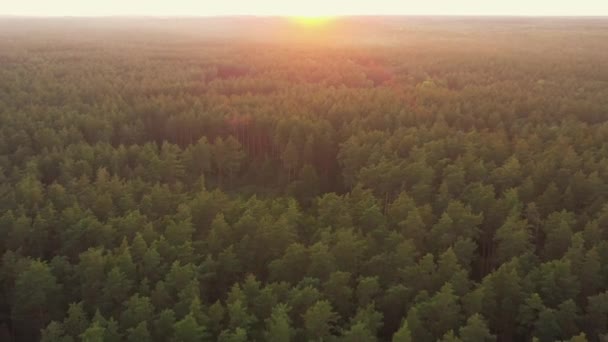 Luftaufnahme des Sonnenuntergangshimmels über der grünen Waldlandschaft am sonnigen Abend. Draufsicht Sommer Sonnenaufgang - Filmmaterial, Video